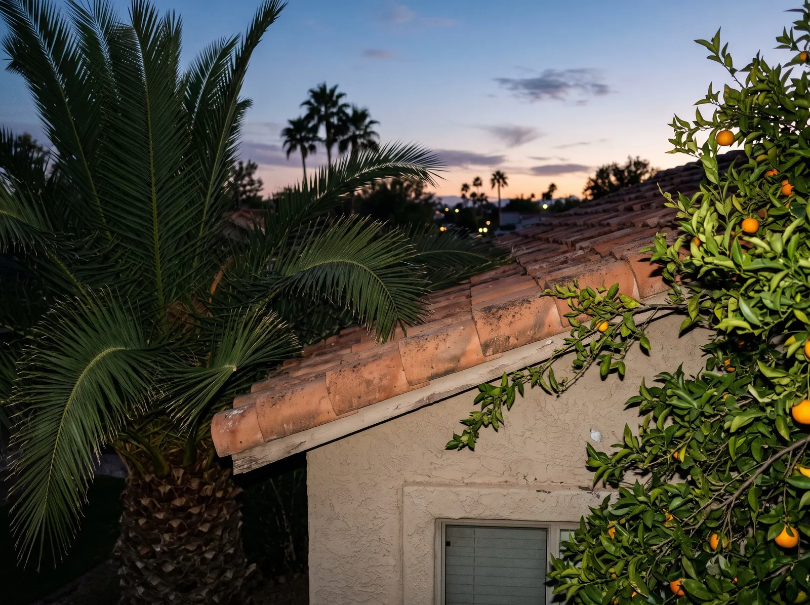 Palm fronds and citrus branches touching a clay tile roof edge at dusk